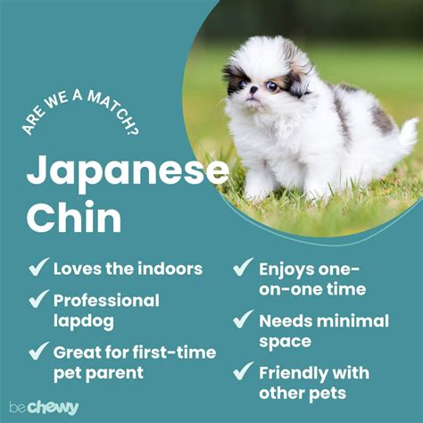 Japanese Chin Breed Characteristics Care And Photos Bechewy