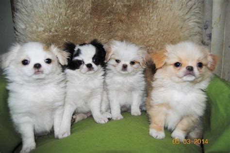Spring Puppies Japanese Chin Shih Tzu Cross For Sale In Osakis