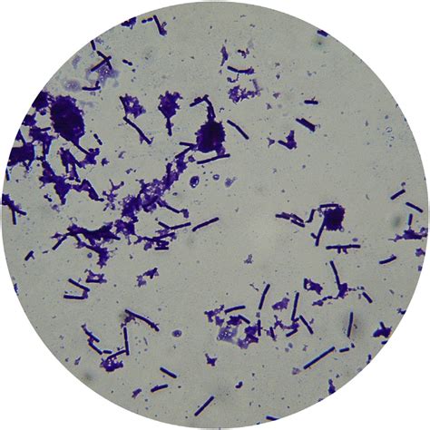 Lactobacillus In Yogurt Light Microscope