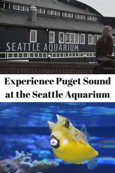 Experience Puget Sound At The Seattle Aquarium In Washington State