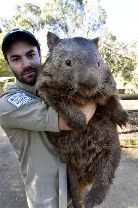 Wombat Unit Rabsoluteunits