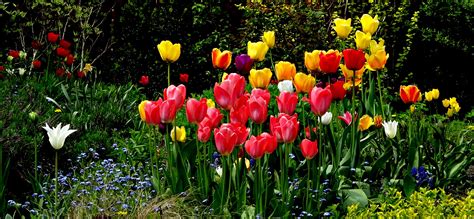 Free Images Nature Flower Bloom Tulip Spring Botany Garden