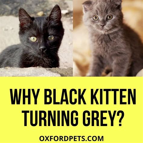 Why Is My Black Kitten Turning Grey 3 Valid Reasons Oxford Pets