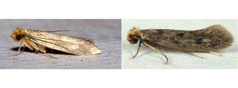 Where Do Carpet Moths Lay Their Eggs