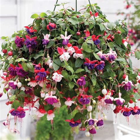 Thompson Morgan Fuchsia Trailing Mixed Garden Ready Basket With 5 Plants