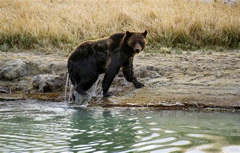 Alaska Grizzly Bear Attack Troopers Identify Victim Killed Near Mine