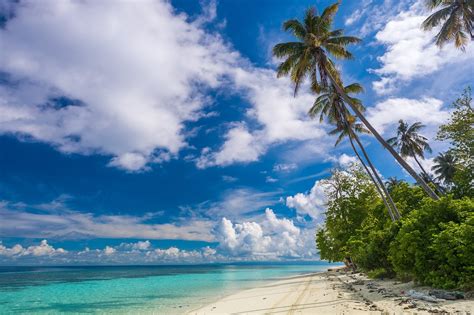 Beach Shrubs Palm Trees Island Paradise Clouds Tropical Beautiful White Sand Summer
