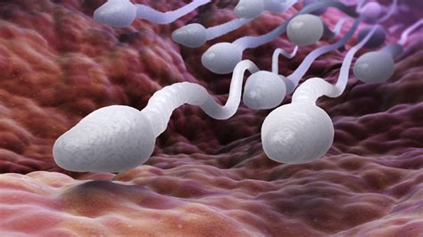Spermocytogramme Tout Sur Cet Examen Du Bilan Spermatique