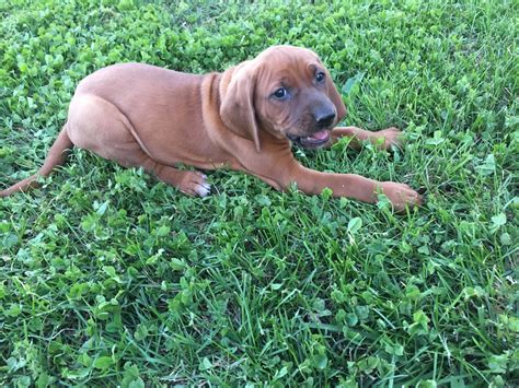 Redbone Coonhound Puppies For Sale West Plains Mo 193373