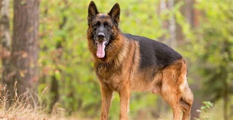 German Sheperd Dog Breed Information Breed Advisor