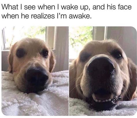 Cool Doggo Memes On Instagram 😐 To ☺️ Funny Dog Memes Funny Animal Memes Dog Memes