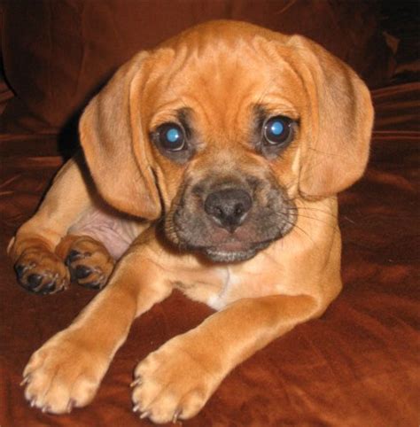 Ukpets found 0 the following results on puggle for sale in the uk based on your search criteria. Puggle Breed
