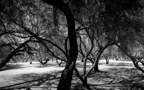 trees, Monochrome Wallpapers HD / Desktop and Mobile Backgrounds