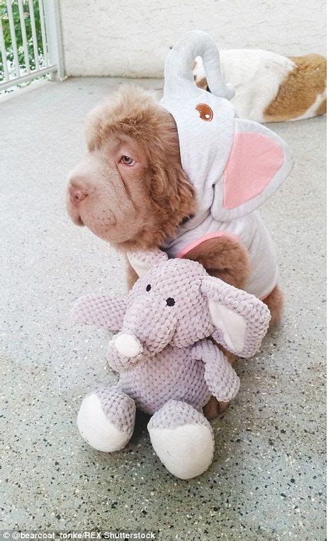 Puppy That Looks Like A Teddy Bear Has 100000 Instagram