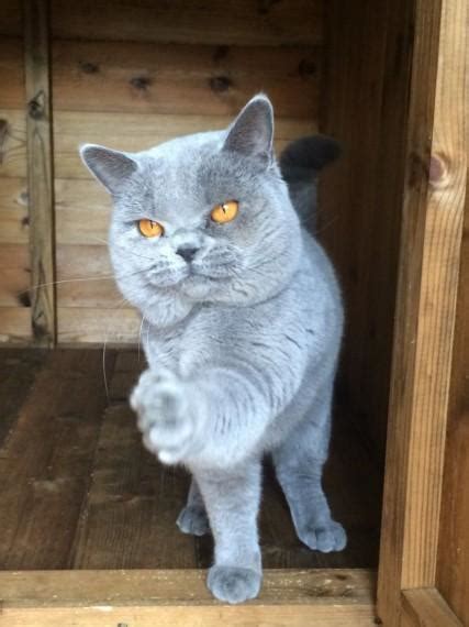 Check out our british shorthair selection for the very best in unique or custom, handmade pieces from our birthday cards shops. British Shorthair, Gorgeous Pedigree Bsh Kittens Ready ...
