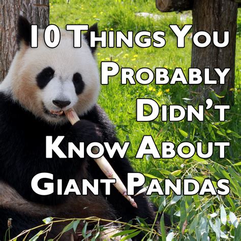 10 Things You Probably Didn’t Know About Giant Pandas Owlcation