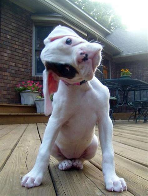 Bulldog Puppy Tilting Its Head Teh Cute