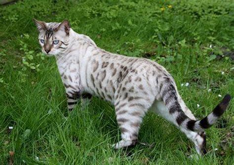 They are a recently created breed, first produced in america by mixing the asian leopard cat with a domestic cat breed. Top 10 white bengal cat | AmO