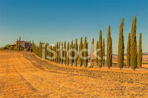 Typical Tuscan Landscape Stock Photo Royalty Free Freeimages