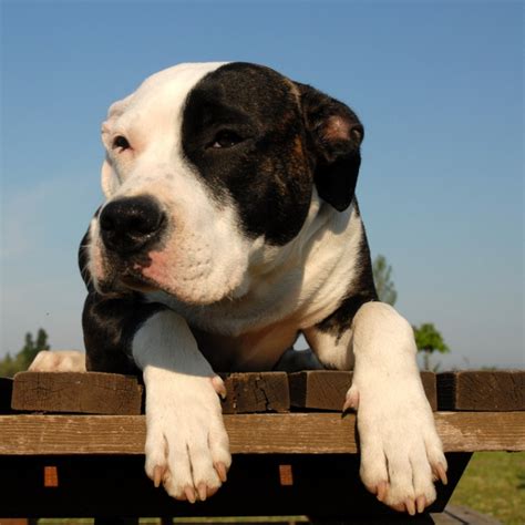 American Pit Bull Terrier Dog Breed Information And Facts