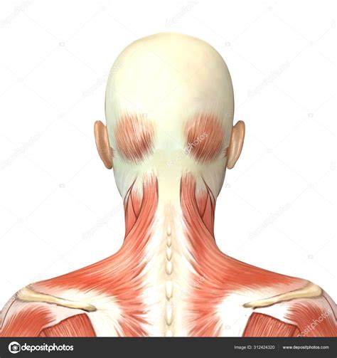 Human Anatomy Back View