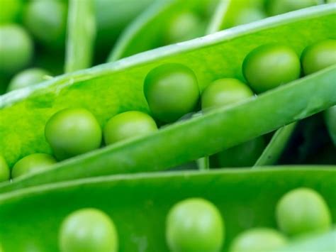 Types Of Peas Complete List And Guide 2023 Northern Nester