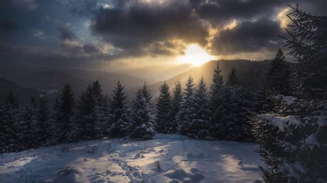 Carpathian Mountains With Trees Covered With Snow And Sunlight With