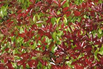 The sims 4 creator terms of use. Multi-Branched Evergreen Bushes That Grow Tall | Home ...