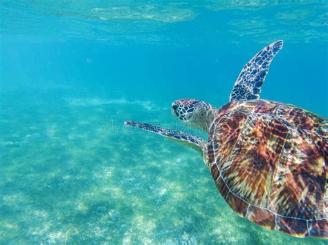 Sea Turtle Closeup In Blue Sea Sea Turtle In Tropical Seashore