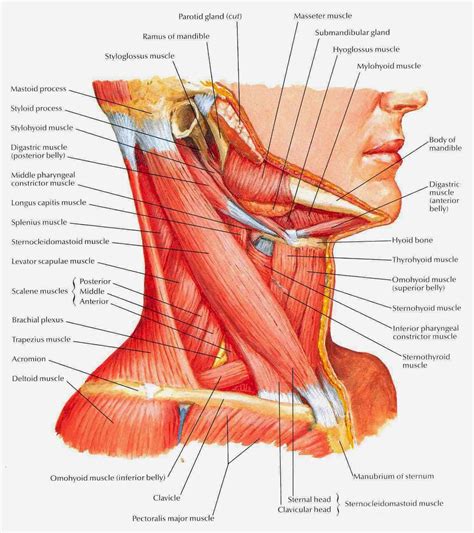 Neck Muscle Diagram Anatomy Chart Head And Neck The Neck Muscles My