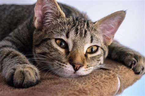 Diagnosing Cushings Disease In Cats It Is Great Blogger Miniaturas