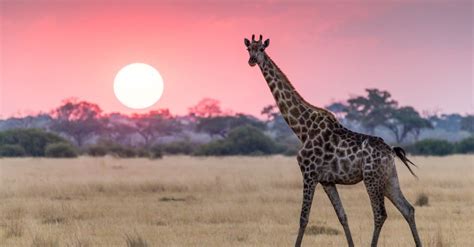 The Tallest Giraffe Ever Recorded A Z Animals