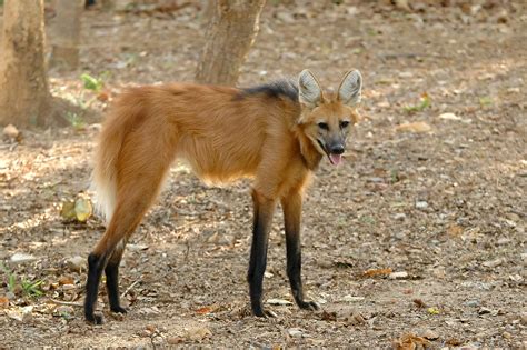 The Maned Wolf Wallpapers High Quality Download Free