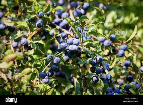 Blackthorn Or Sloe Prunus Spinosa Stock Photo Alamy