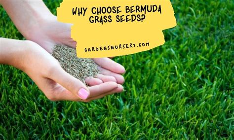 Why Choose Bermuda Grass Seeds Gardens Nursery