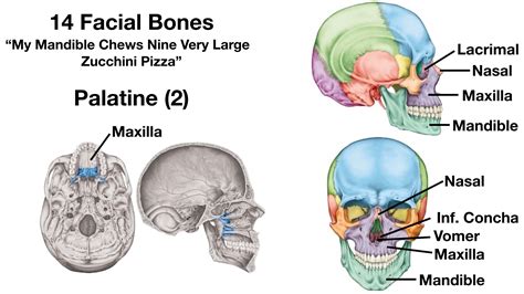 Facial Bones Of The Skull Mnemonic Anatomy And Labeled Diagram — Ezmed