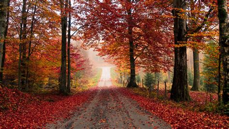 Download Wallpaper 2560x1440 Road Trees Autumn Foliage