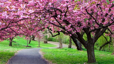 Cherry Blossom Tree Wallpaper 04 3840x2160