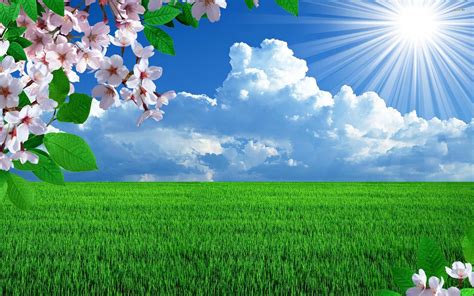Download Blooming Rice Field Sunny Day Wallpaper