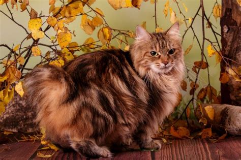 Kurilian Bobtail Cat Personality And Behavior Pettime