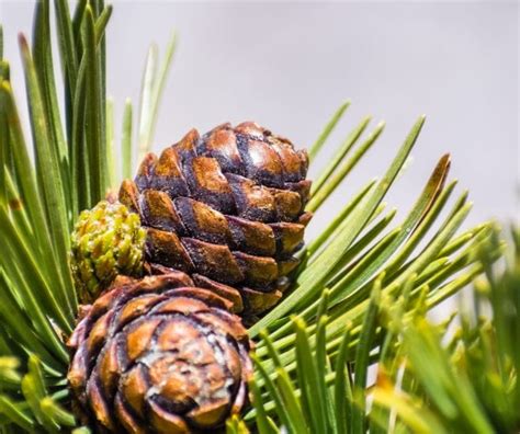 Oregon Pine Tree Identification Find Out About Types Of Pine Trees