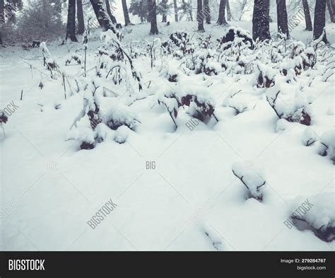 Snowfall Snow Covered Image And Photo Free Trial Bigstock