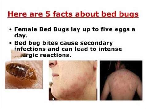 If you have a bed bug infestation, it is best to find it early, before the infestation becomes established or spreads. where do bed bugs come from - YouTube