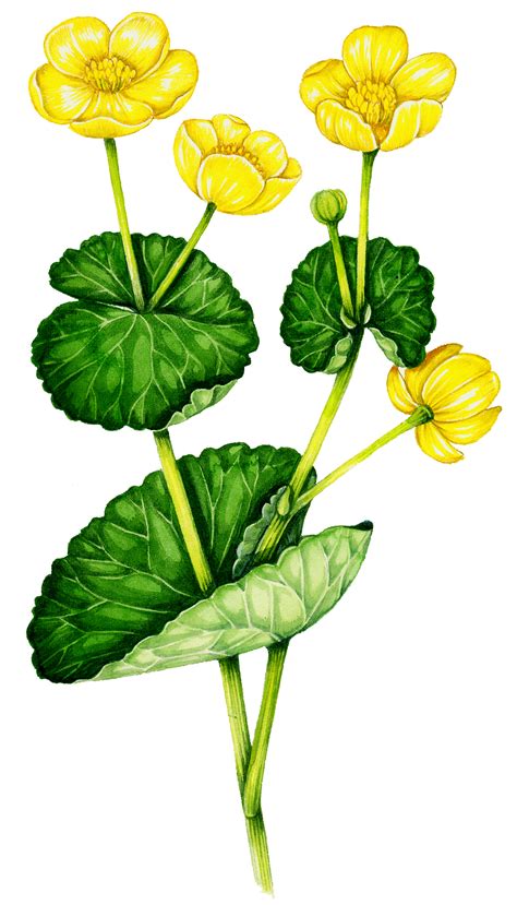 Clearance, fire noc approved and situated at 1st floor out of 12 floor. Marsh marigold Caltha palustris - Lizzie Harper
