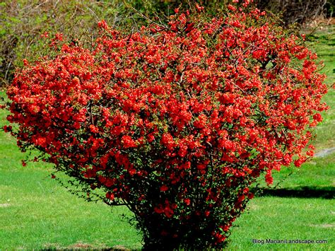 Check spelling or type a new query. Flowering Shrubs for Early Spring | In the Garden…with ...