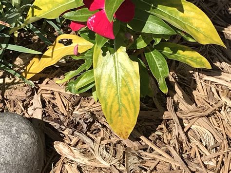 Yellowing Leaves On Annual Vinca 651679 Ask Extension