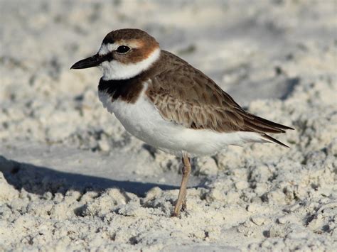 Wilsons Plover Audubon Field Guide