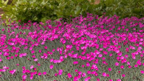 How To Grow And Care For Perennial Dianthus Flowers In The Garden