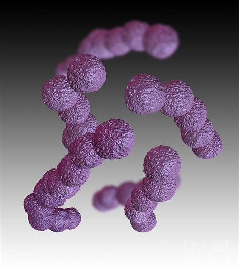 Streptococcus Agalactiae Photograph By Spencer Sutton