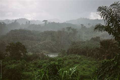 Massvie Rain Is Falling Down On A Rainforest Deep In The Jungle Del
